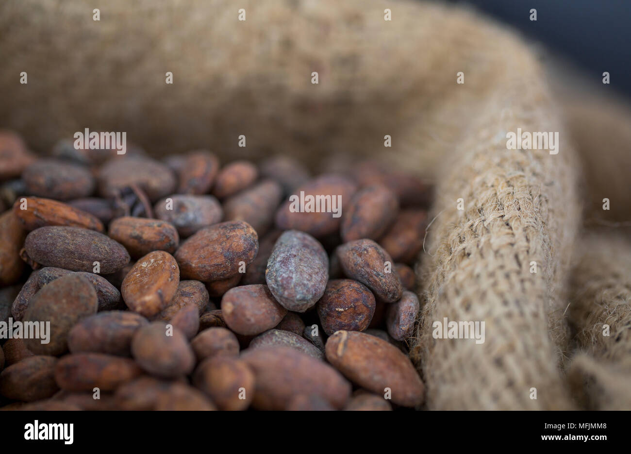 Raw cocoa beans in a burlap sack Stock Photo Alamy