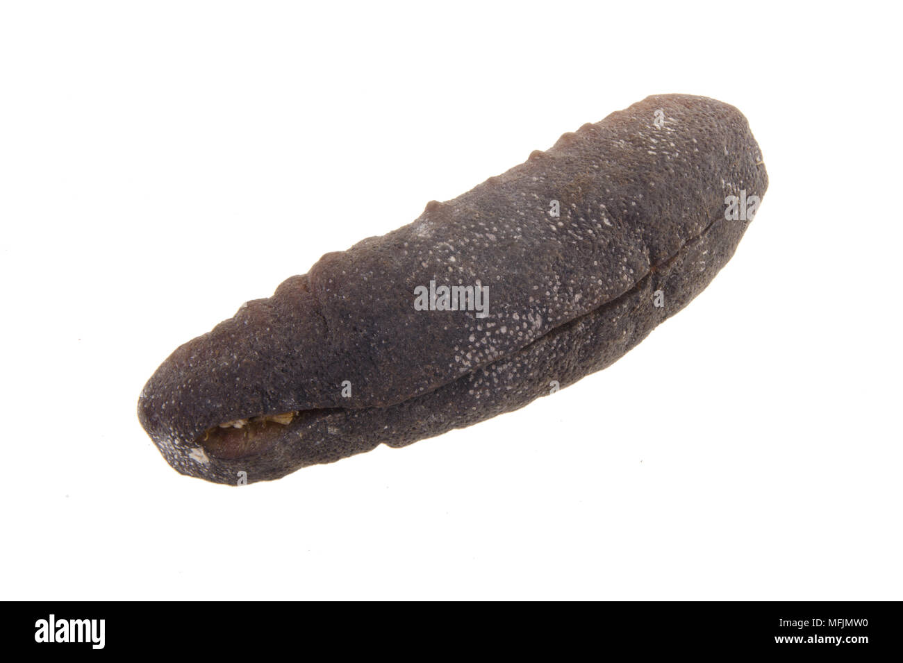Sea Cucumber Close Up Of Dried Sea Cucumber Stock Photo Alamy Sea Cucumber Close Up Of Dried Sea Cucumber Stock Photo Alamy