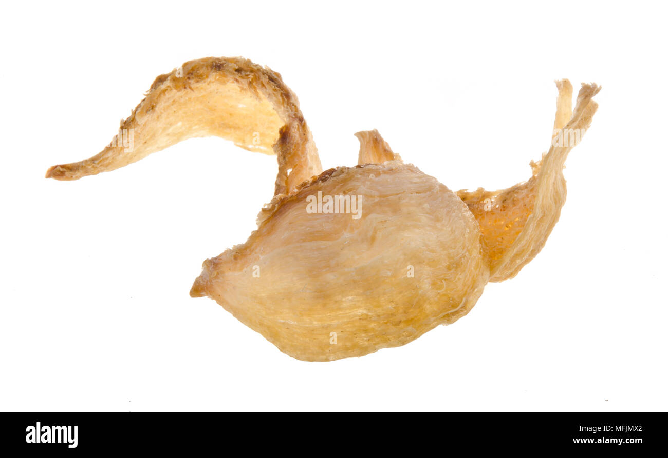 bird's nest. Edible bird's nest close up asia health food Stock Photo