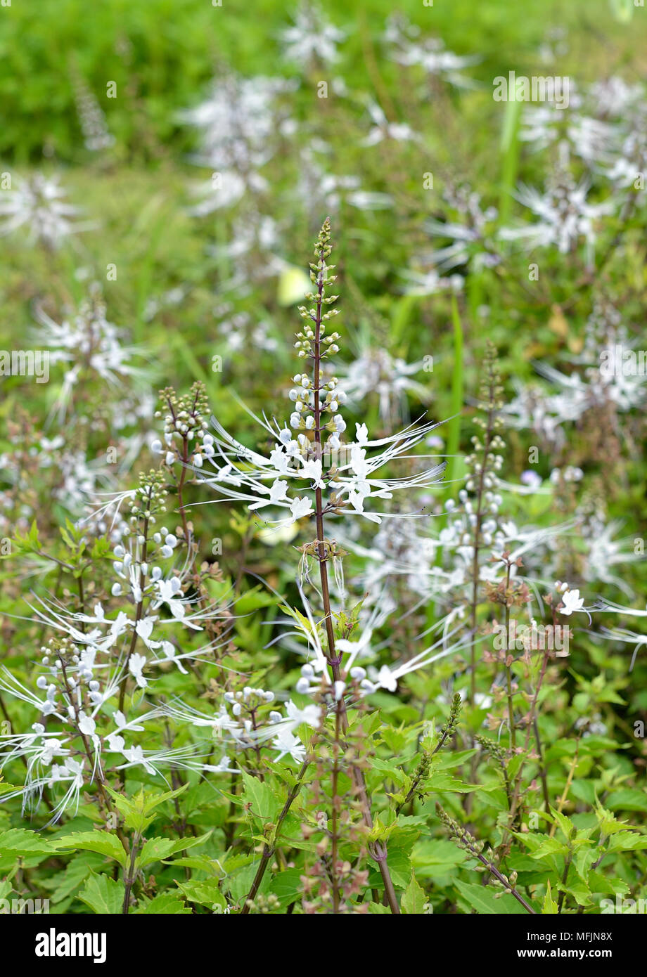 Java tea, Kidney Tea Plant, Cat's Whiskers Stock Photo Alamy