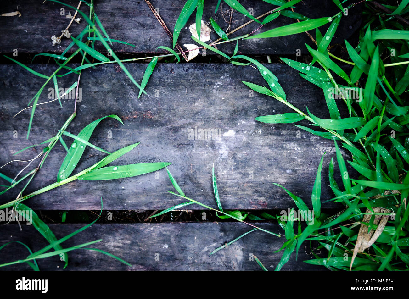 Dark wooden background and wooden floor with frame green grass, Frame by green leaves on the wooden. Stock Photo