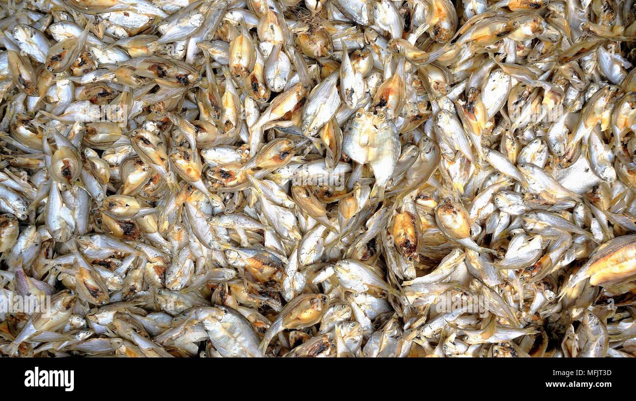 Sun dried fish. Stockfish Stock Photo Alamy