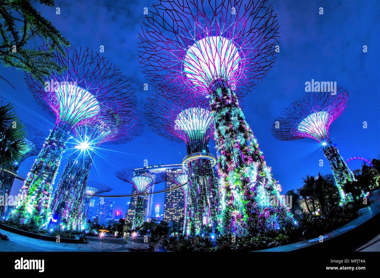 Supertrees at Gardens by the Bay. The tree-like structures are fitted with environmental technologies that mimic the ecological function of trees. Stock Photo