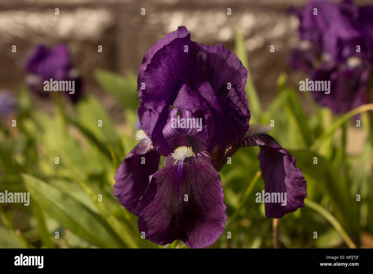 In the foreground grows separate beautiful iris in the garden. In the background are two irises. Stock Photo