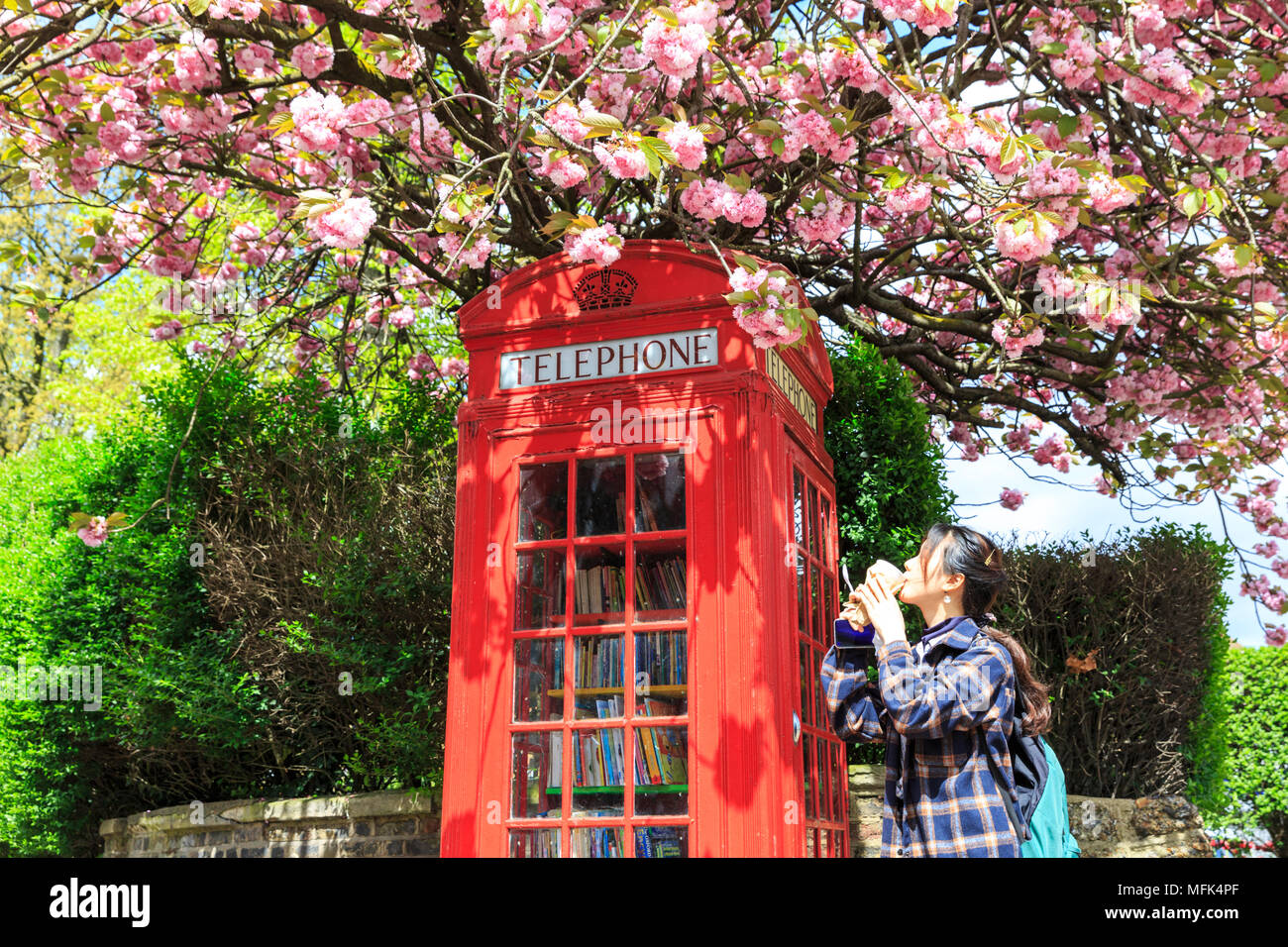 Lewisham, London, 26th April 2018. A young woman looks at the beautiful  spring blossom - spring is calling! An iconic red telephone box, now used  as a free mini-library for the community,
