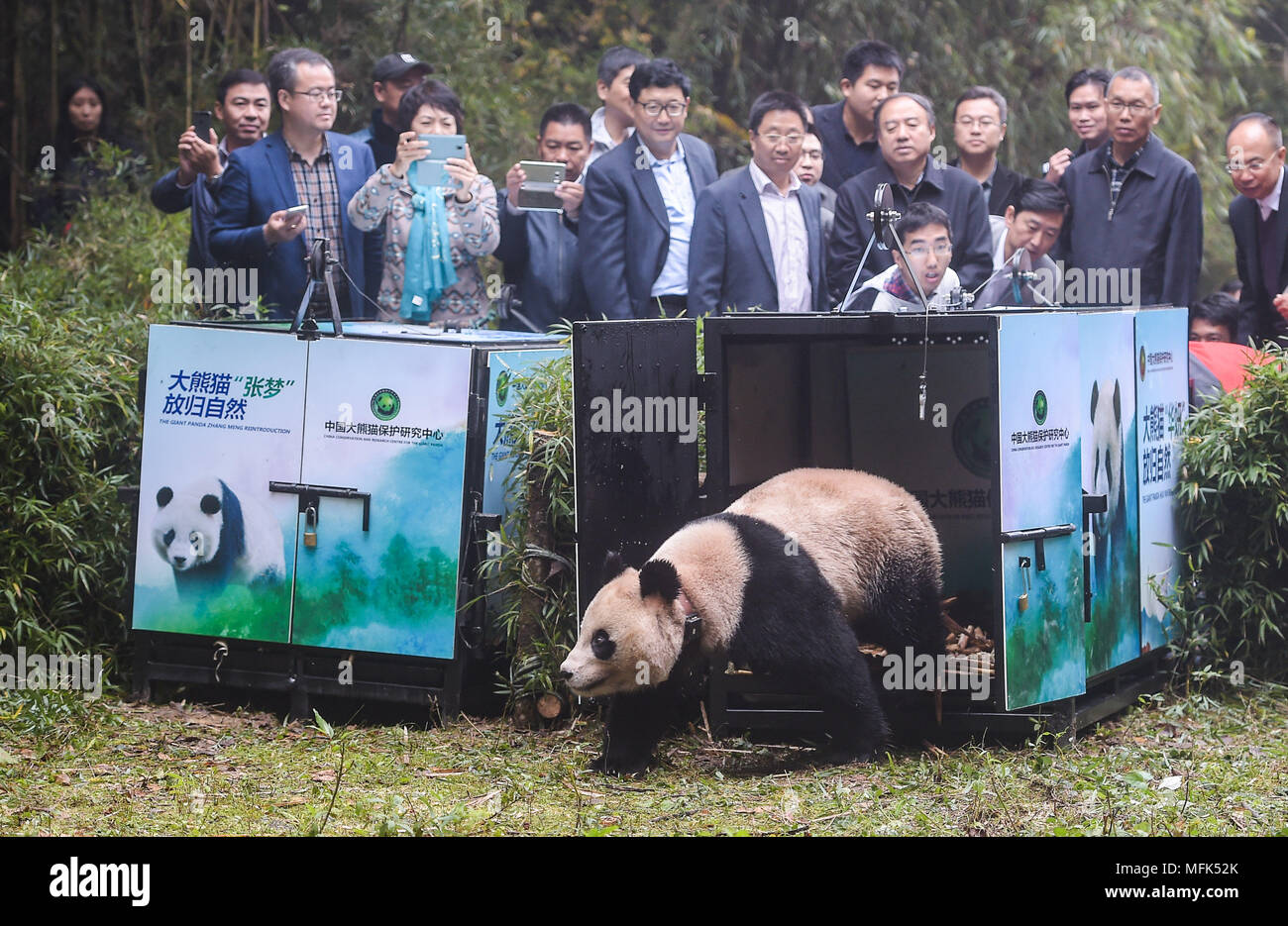 Chengdu, China's Sichuan Province. 20th Oct, 2016. Giant panda Hua Yan of China Conservation and Research Center for Giant Pandas (CCRCGP) is released into the wild at Liziping Nature Reserve in Ya'an, southwest China's Sichuan Province, Oct. 20, 2016. On May 12, 2008, a catastrophic earthquake damaged Sichuan's Wolong Panda Reserve. After ten years' efforts, the three bases of Wolong, Dujiangyan and Ya'an under the CCRCGP have been restored and put into use. Credit: Xue Yubin/Xinhua/Alamy Live News Stock Photo
