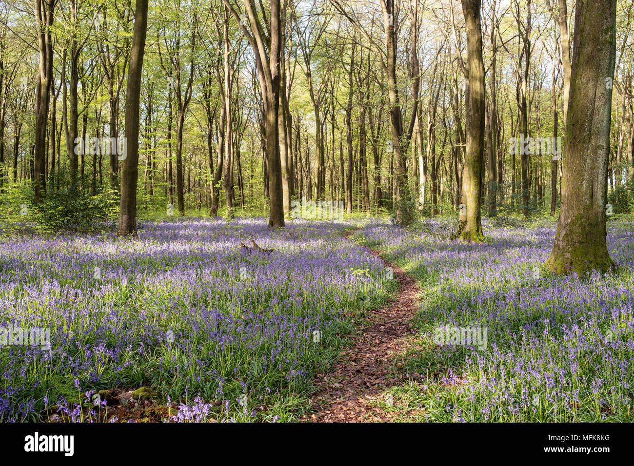 Micheldever, Hampshire. 26th Apr, 2018. UK Weather: Bluebell walk in sunshine, Micheldever Hampshire Credit: Barry Edge/Alamy Live News Stock Photo
