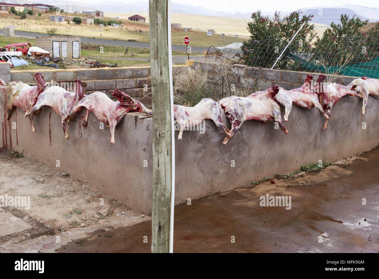 December 28, 2017 - Matatiele, Eastern Cape, South Africa - During December and January, the Xhosa and Sotho people celebrate the initiation of their boys. On this occasion ten slaugthered sheep are laid out for an initiation ceremony. The meat will cater for over 50 hungry initiates, their families and friends. (Credit Image: © Stefan Kleinowitz via ZUMA Wire) Stock Photo