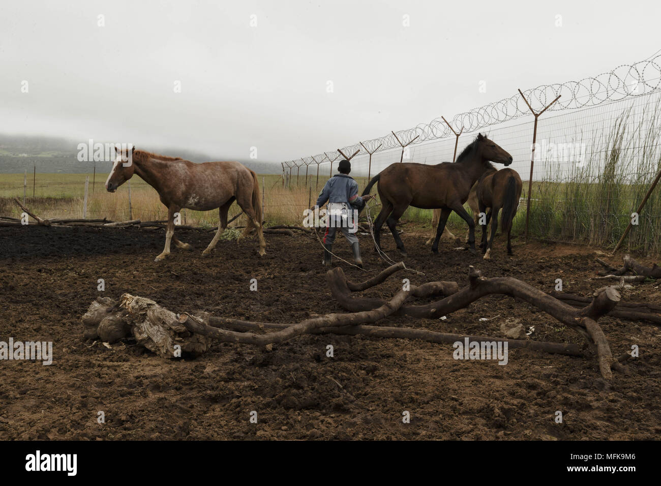 African cowboys 72 jpg hires stock photography and images Alamy