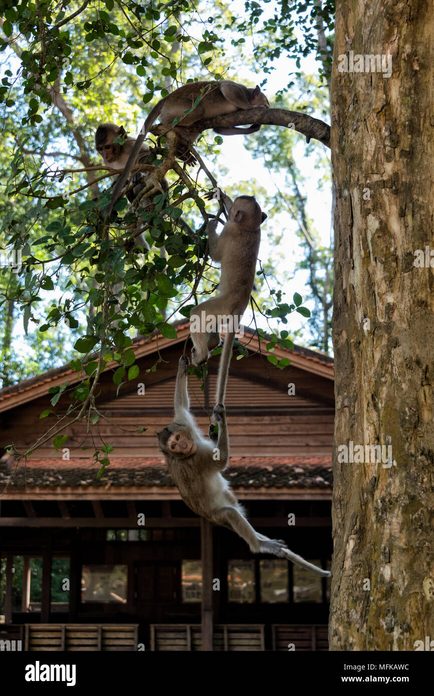 Macaques playing on a tree Stock Photo