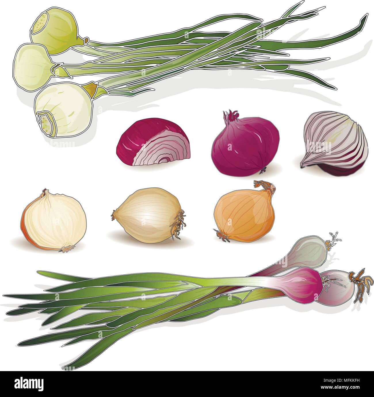 onion image collection on white background Stock Vector Image & Art - Alamy