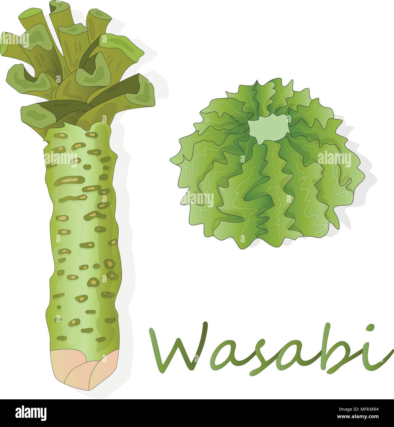 wasabi Japanese horseradish illustration on white bacground Stock