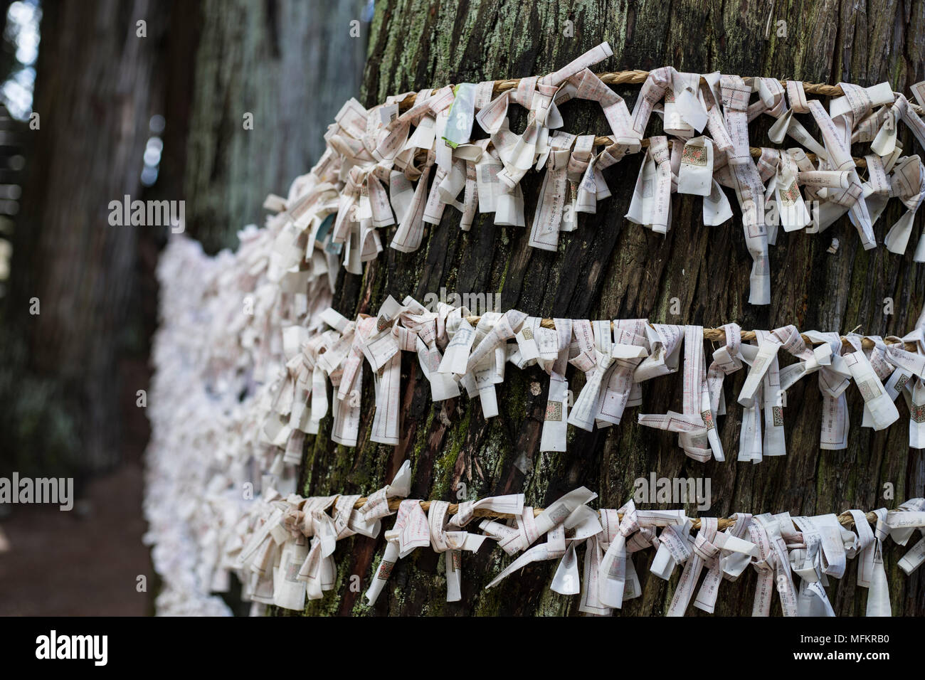 Fortune paper wrapped around tree trunk Stock Photo