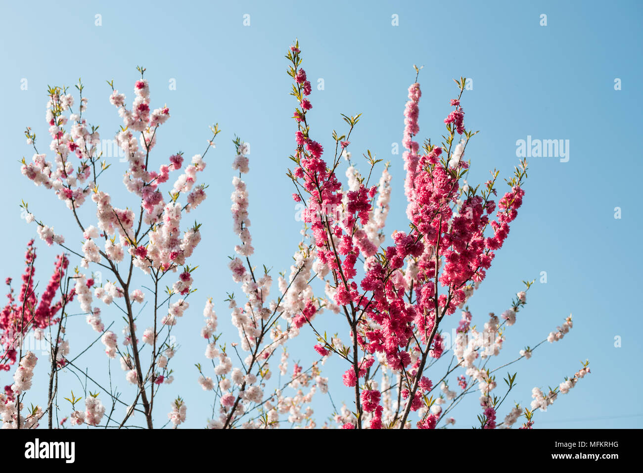 Pink Cherry Blossoms in Japan Stock Photo