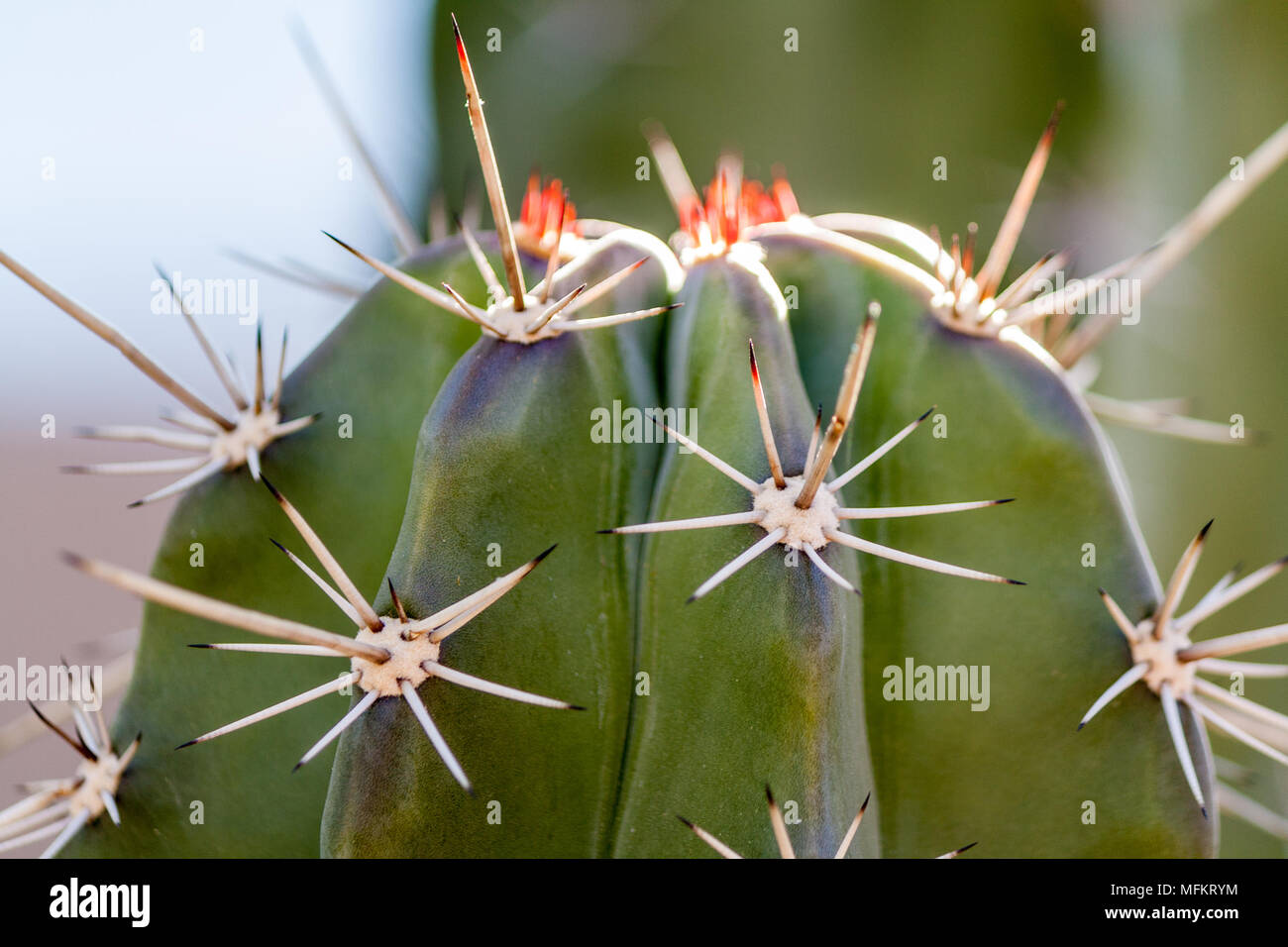cactus spines and flowers Stock Photo