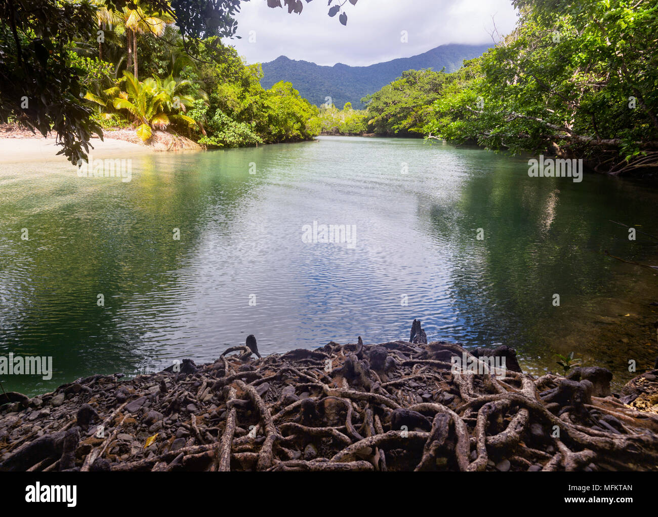 Tangled roots line up the bank of a scenic creek at Cape Tribulation, Daintree National Park, Far North Queensland, FNQ, QLD, Australia Stock Photo