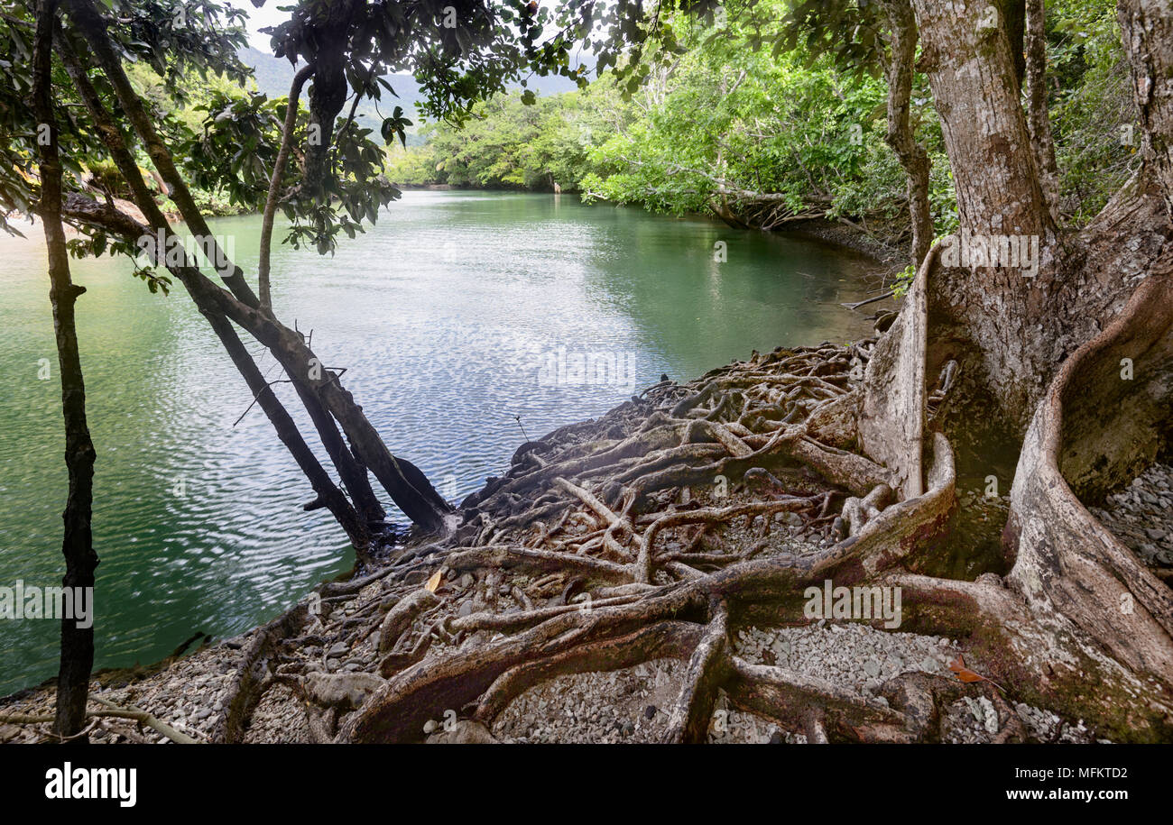 Tangled roots line up the bank of a scenic creek at Cape Tribulation, Daintree National Park, Far North Queensland, FNQ, QLD, Australia Stock Photo