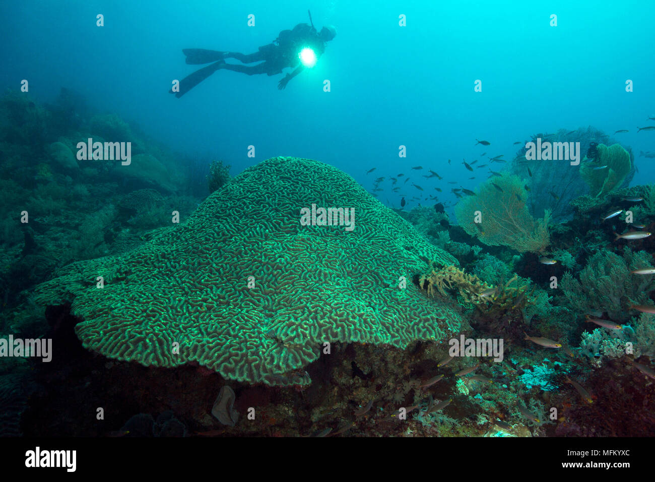 Hard brain coral (Platygyra lamellina). Picture was taken in the Ceram sea, Raja Ampat, West Papua, Indonesi Stock Photo