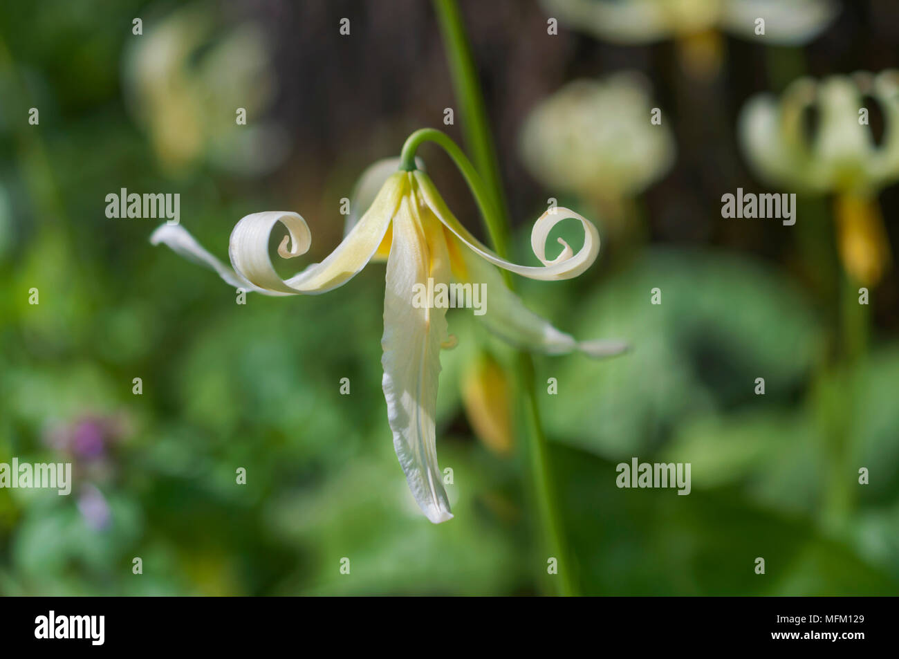 Closeup of single white fawn lily flower with whimsical curled petals in vertical position Stock Photo