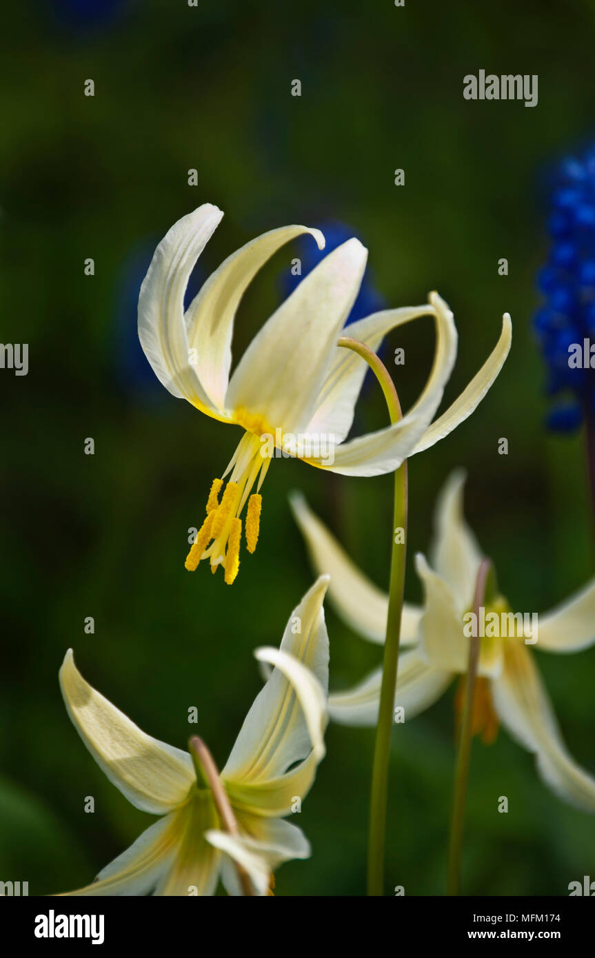 Closeup of single white fawn lily flower in sunlight Stock Photo