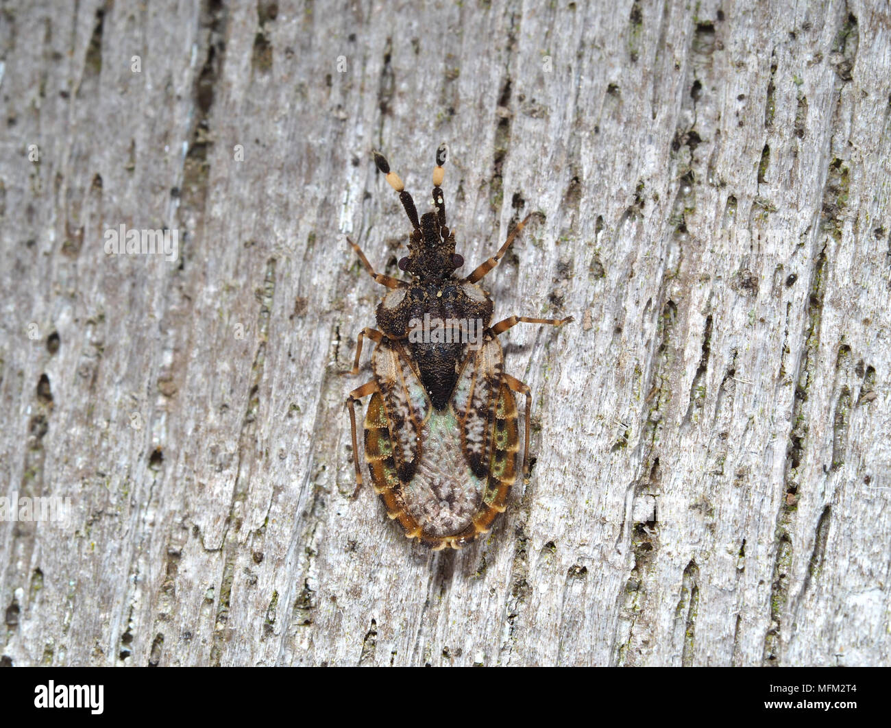 Aradus sp. bug close-up Stock Photo