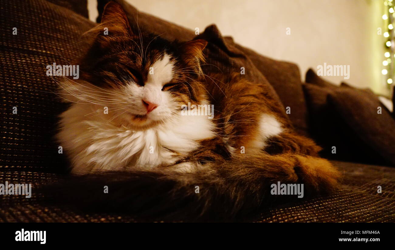 Fluffy Tabby Longhair Cat Brown White Stock Photo 181765874 Alamy