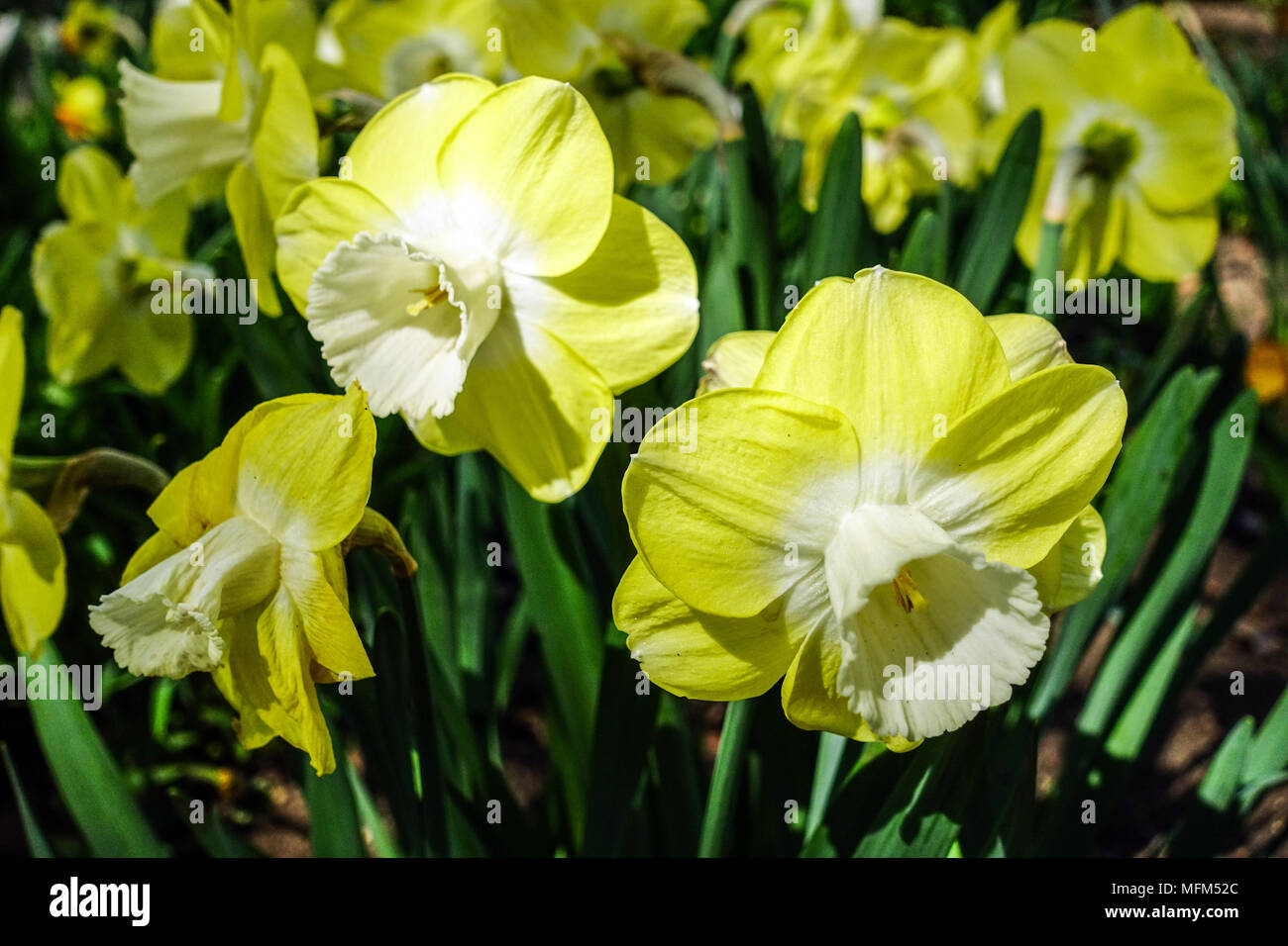 Narcissus 'Avalon' Daffodil, Daffodils Stock Photo