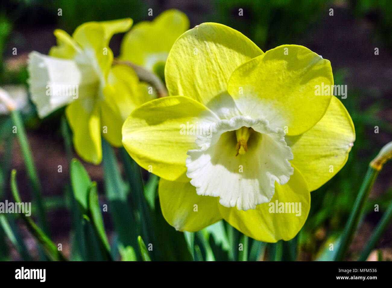 Narcissus 'Avalon' Daffodil Large bloom Stock Photo