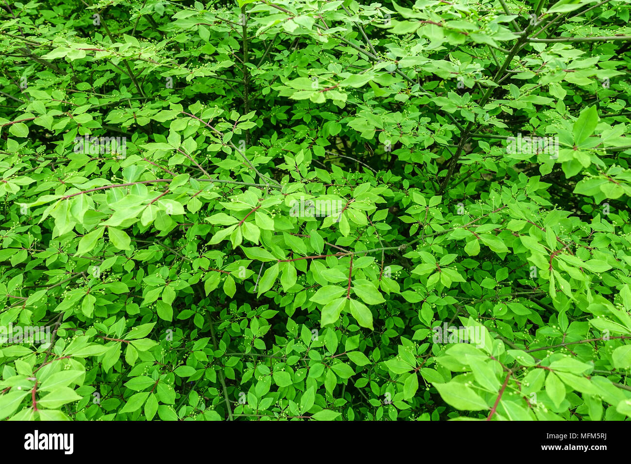 Euonymus alatus 'Compactus', fresh new leaves in spring Stock Photo