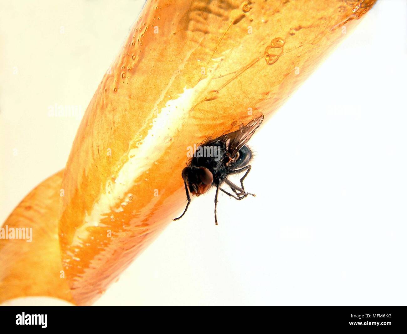 Fly paper trap hi-res stock photography and images - Alamy