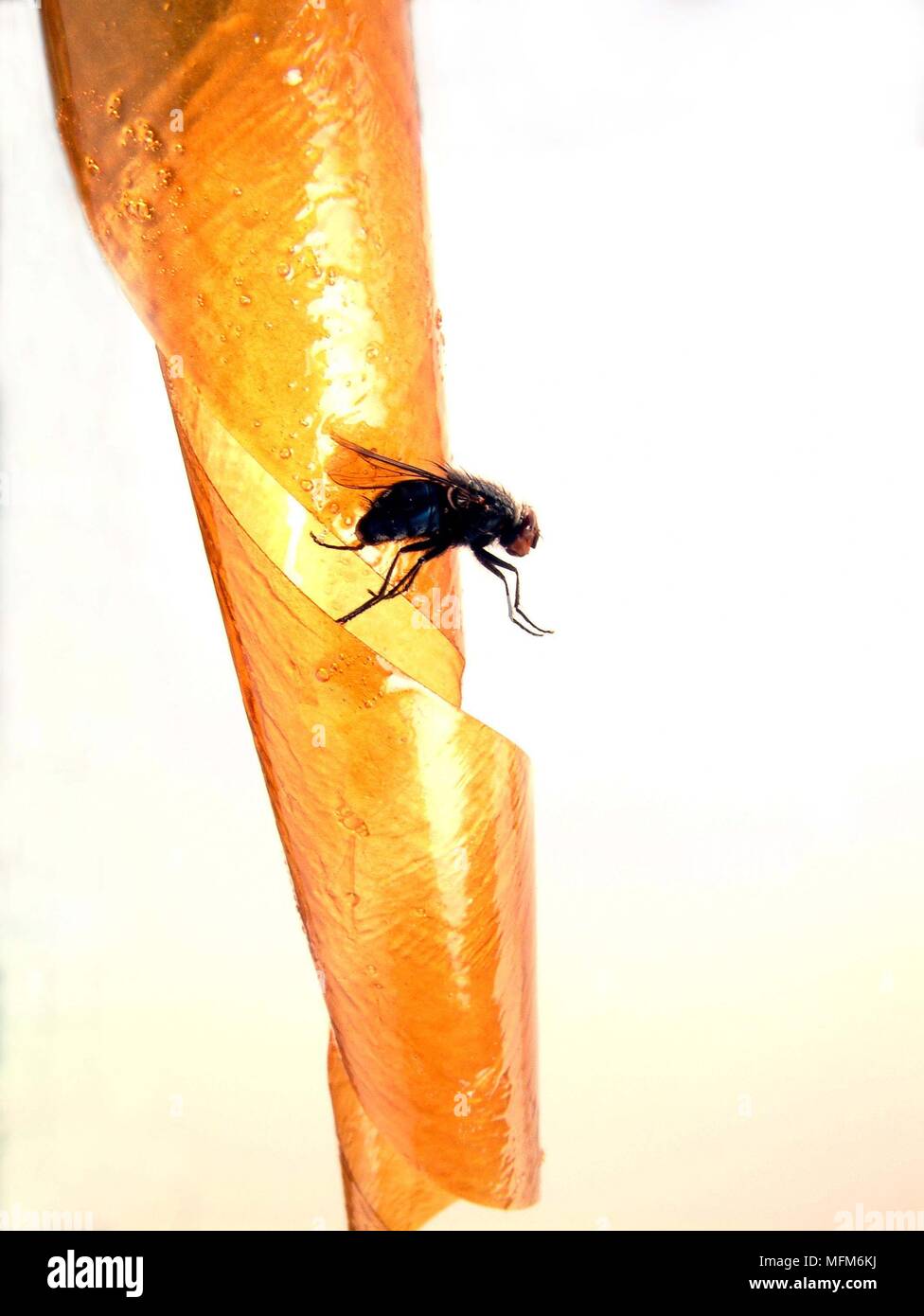 Fly caught on sticky fly paper struggling to escape. Bandphoto