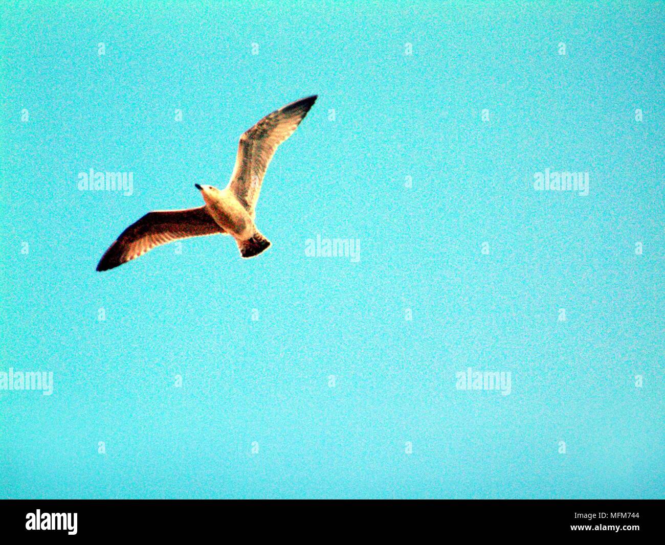 Lonely Brooding Vigil Of Solitary Heron >> Loner Bird Stock Photos Loner Bird Stock Images Alamy Lonely Brooding Vigil Of Solitary Heron >> Loner Bird Stock Photos Loner Bird Stock Images Alamy