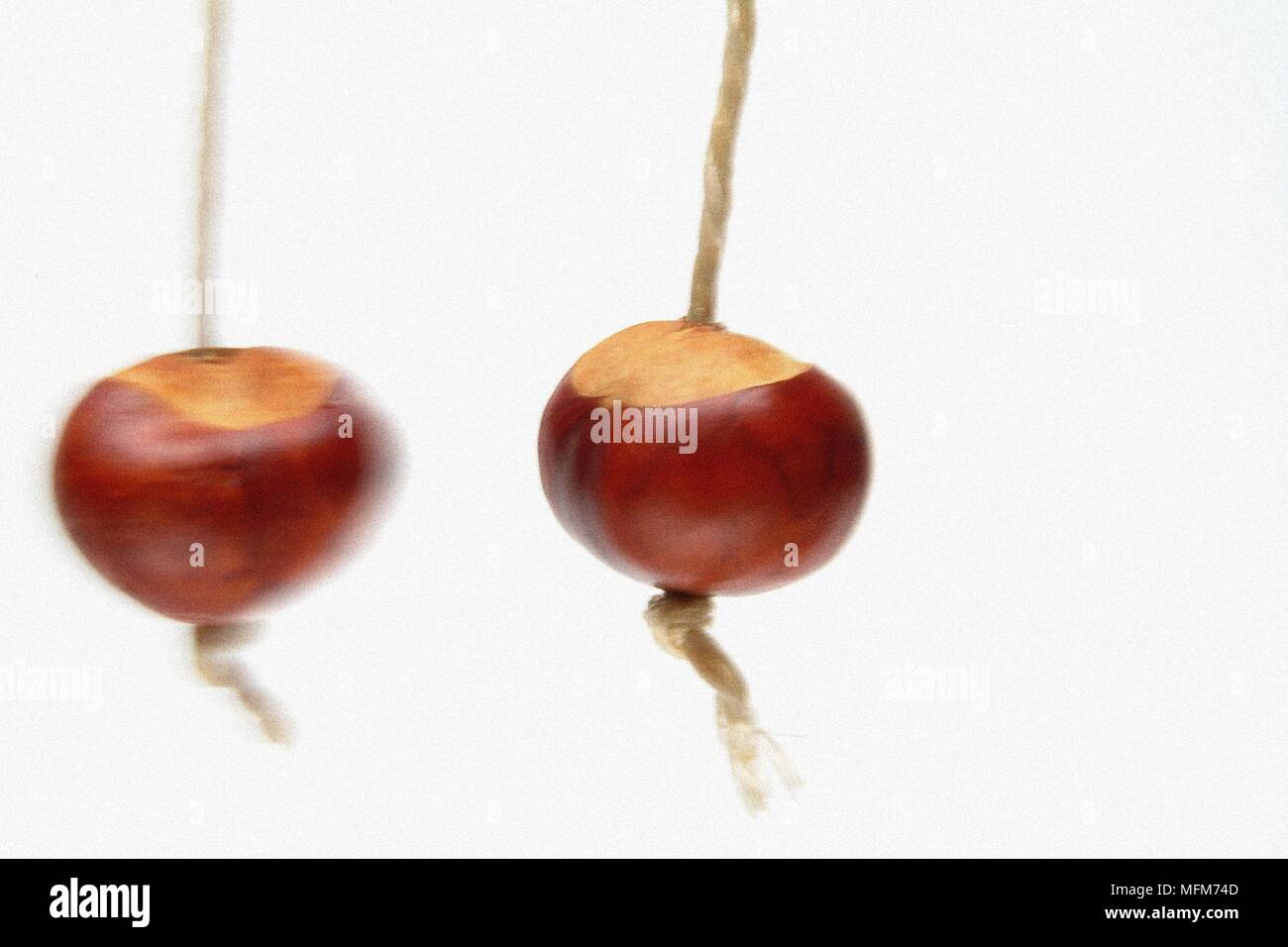 A conker strikes another in an attempt to break it's opponant and in doing so, win the game of conkers that is played during the autumn season. This i Stock Photo