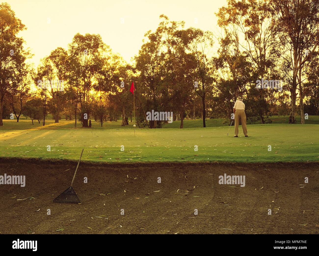 Man playing golf, Queensland, Australia.   A man makes an early morning putt on the green at Virginia Golf Course, Queensland, Australia, with leaves Stock Photo