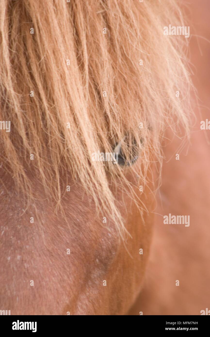 Megs close up.   A chestnut minature horse viewed cloe up on his eye.     Date: 31.10.2004   Ref: B261 093353 0001  COMPULSORY CREDIT: Ian R Judd / Ph Stock Photo