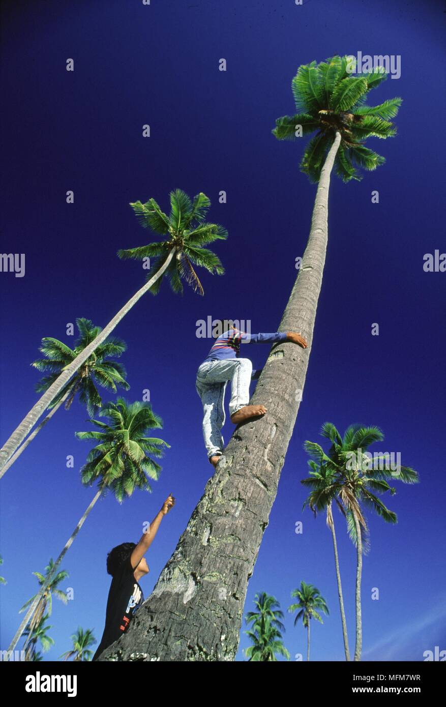 Terengganu, Malaysia - A village boy climbing tall coconut tree. Coconut trees are commonly found along the sandy beaches of Malaysia.     Date:  15.0 Stock Photo