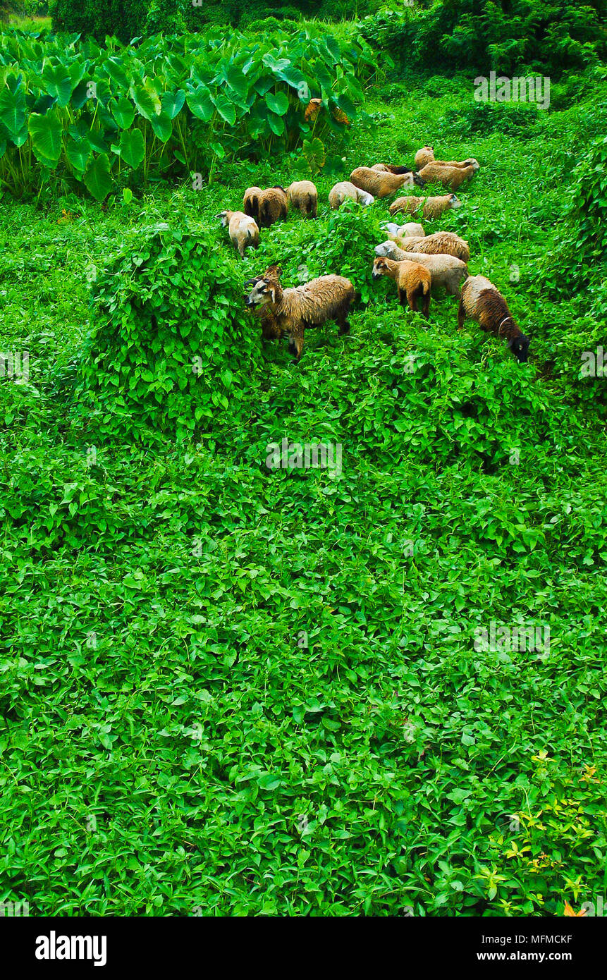 sheep standing in a field Stock Photo - Alamy