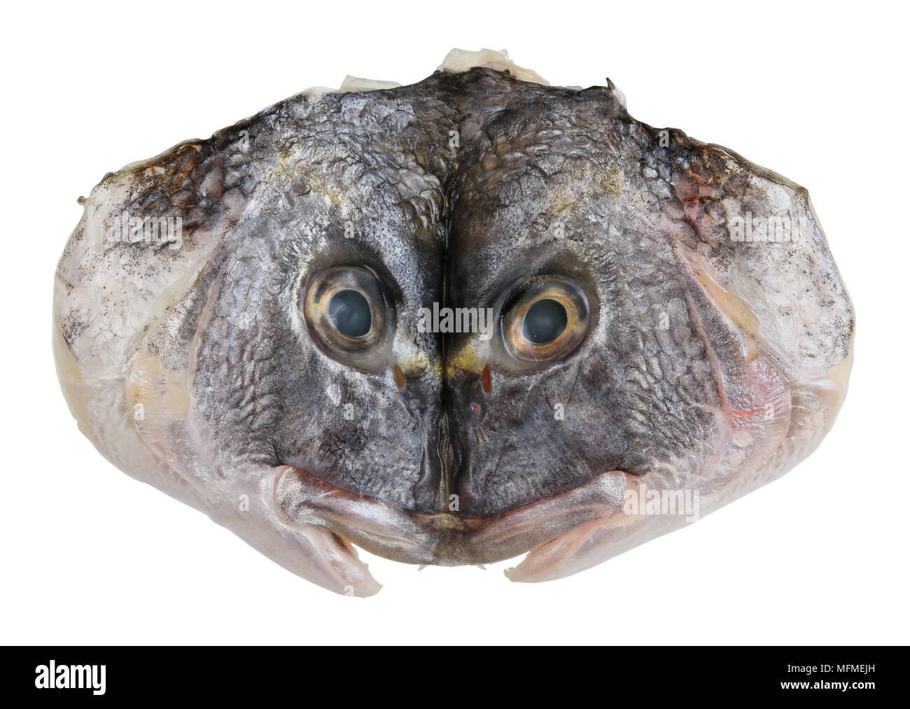 Cut and flattened raw  head of grouper Dorado sea fish. Isolated on white with patch studio macro shot Stock Photo