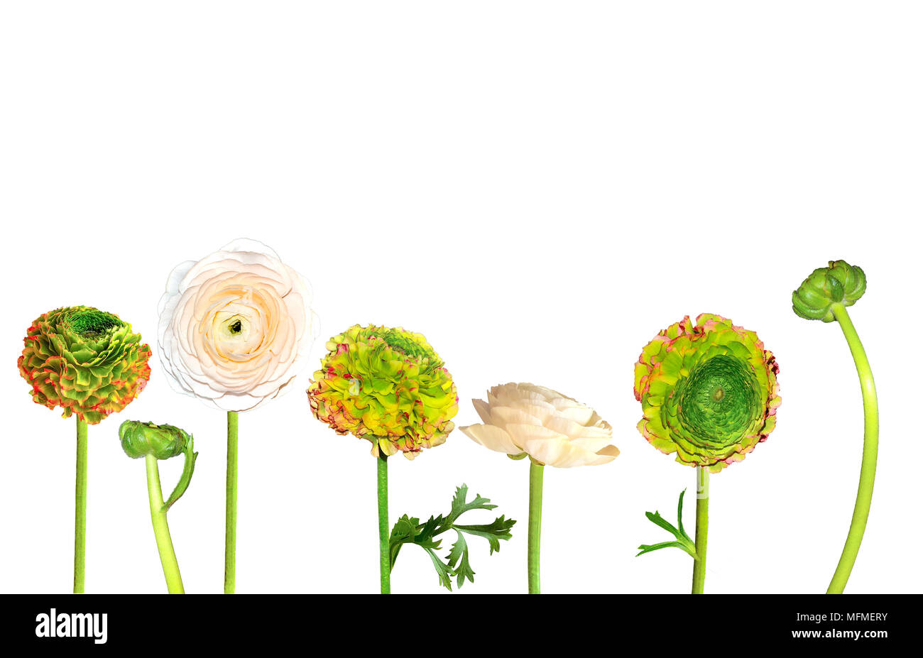 Set of beautiful ranunculus flowers pale creamy and green with red edges of petals isolated on white background with buds and leaves. Floral border, s Stock Photo