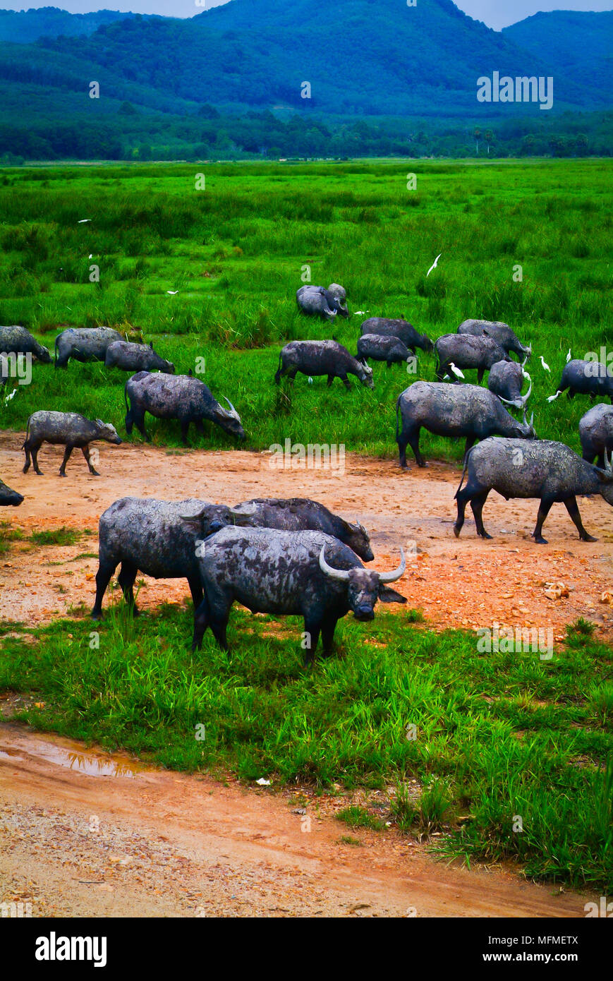 Water buffalo with the background Stock Photo - Alamy