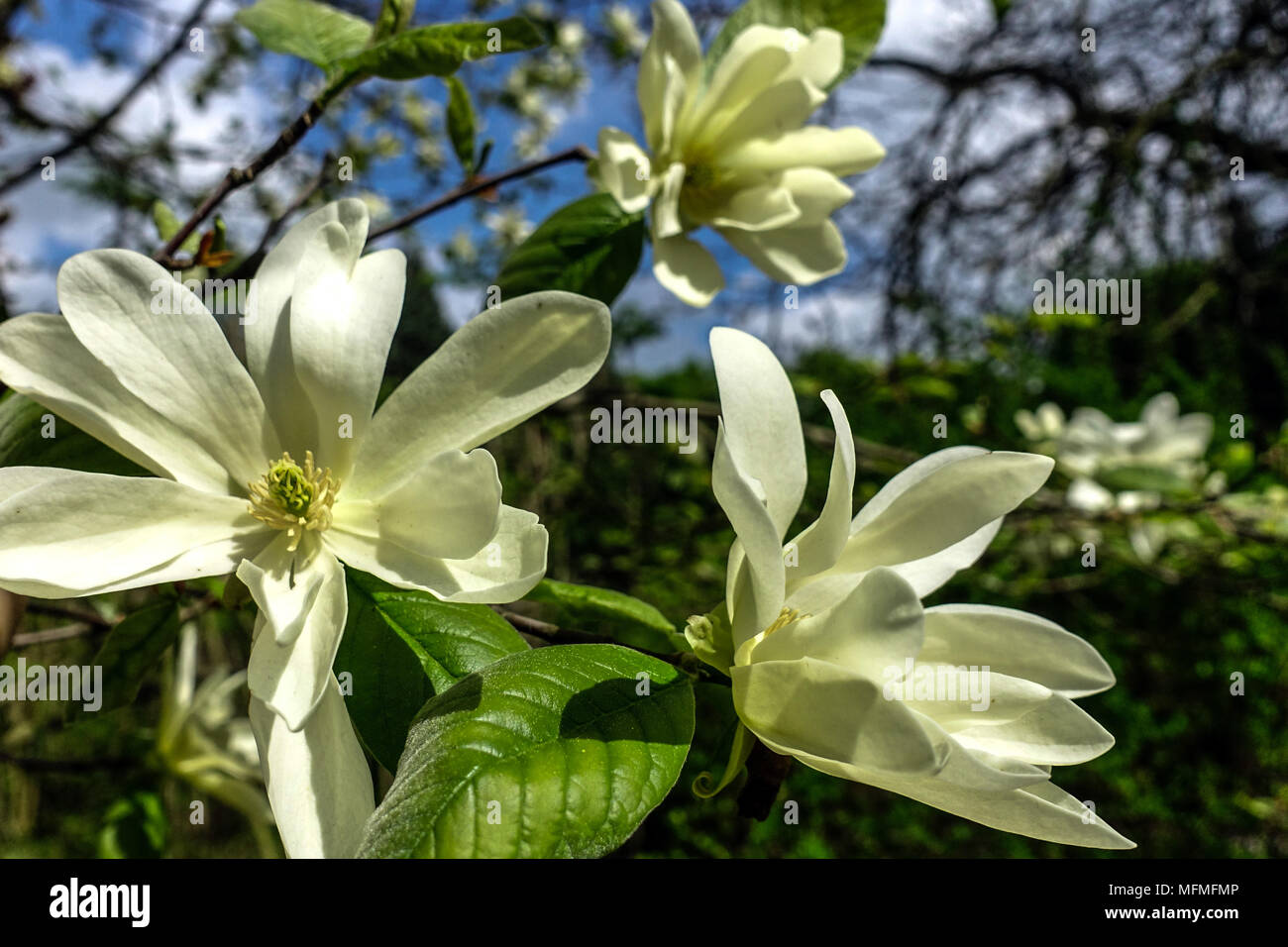 Star Magnolia stellata 'Gold Star' tree blossom spring flowers Stock Photo