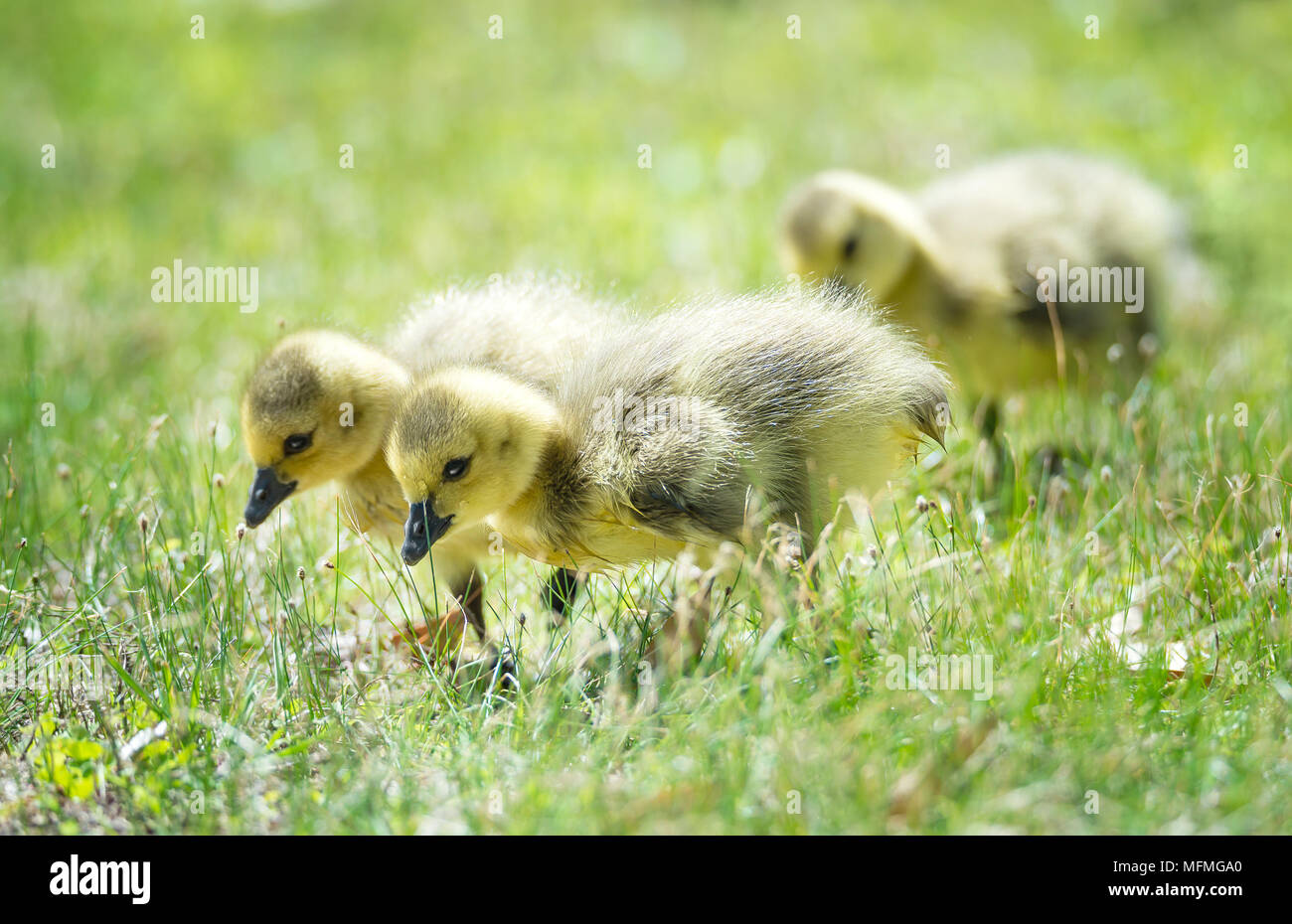 Cute newborn Canada geese goslings strolling in the grass Stock Photo