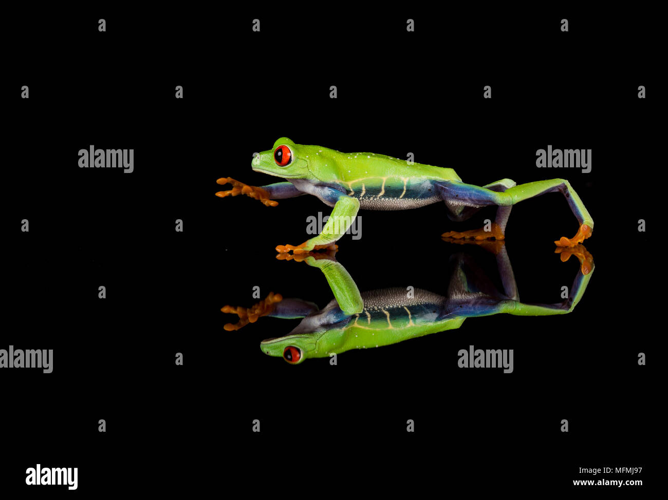 red eyes Red eyed tree frog reflected in a studio setting Stock Photo
