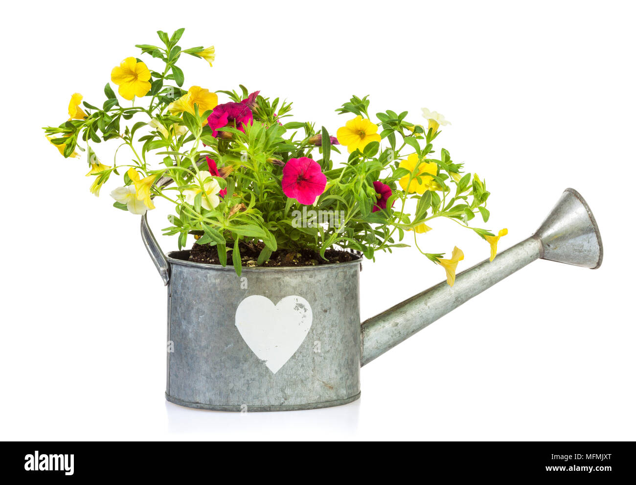 Yellow and purple millionbells flowers planted into tin watering can with heart shape isolated on white background Stock Photo