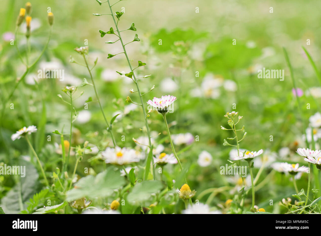Spring field/ meadow/ White chamomile daisy flowers at green field in early spring morning Stock Photo