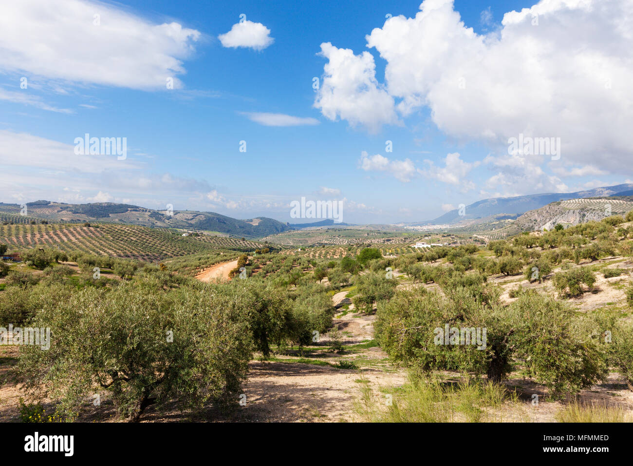 Typical valley with oliv tree plantations in the Granada province, Andalusia, Spain Stock Photo