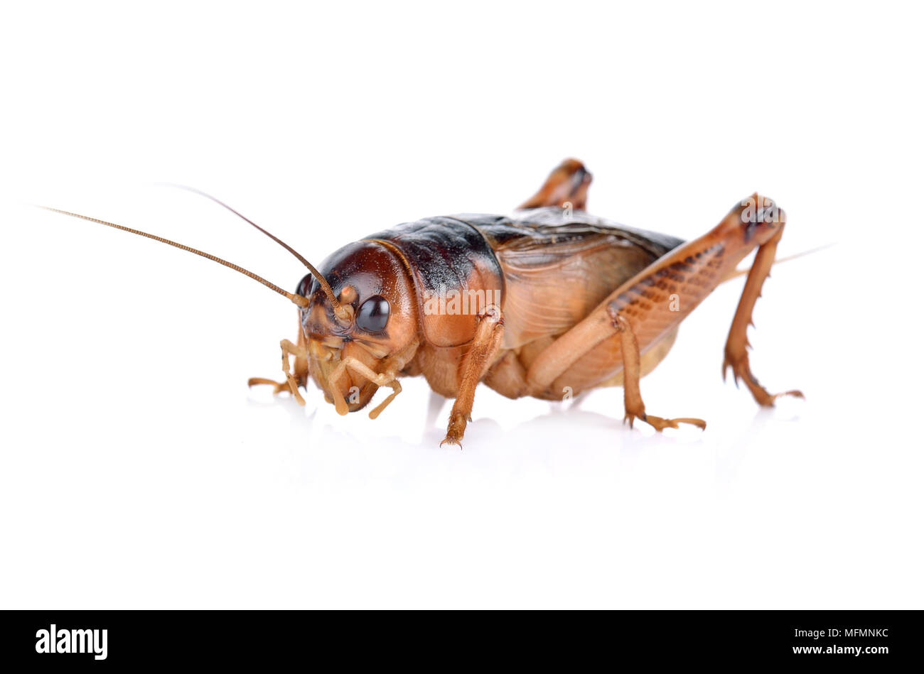 Gryllidae ,Orthoptera  isolated on white background Stock Photo