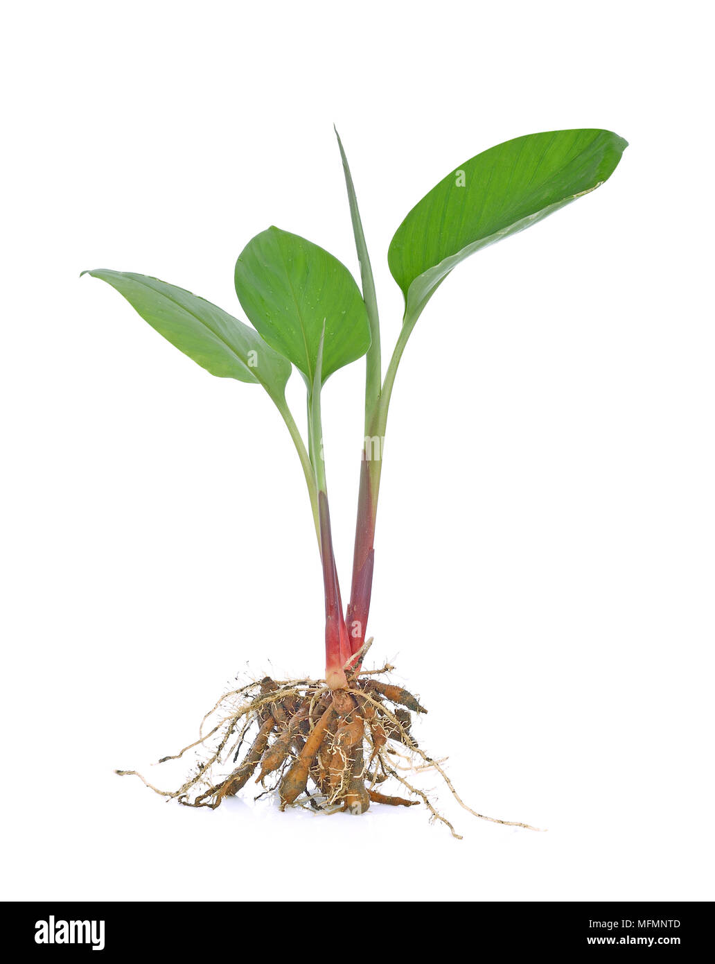 Fingerroot isolated on white background Stock Photo - Alamy