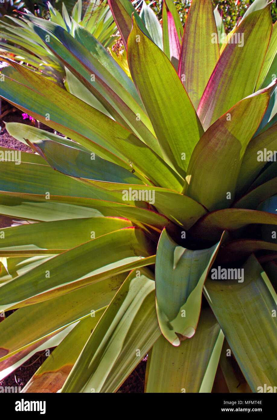 Pink edged leaves on a giant Bromeliad growing in a tropical urban garden Stock Photo