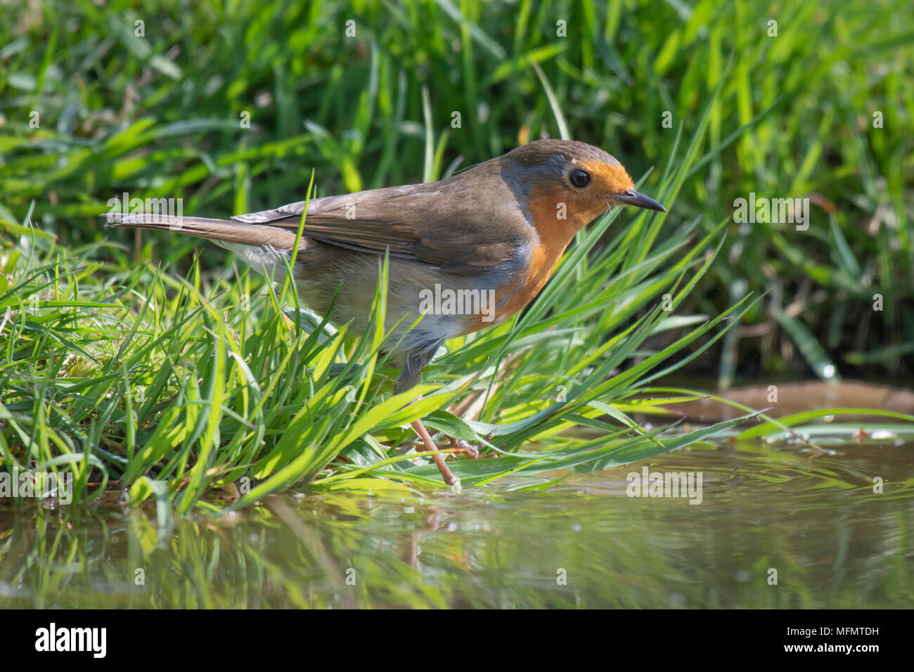 A robin standing on the grass at the edge of a pond pool staring intently into the water surrounded by grass Stock Photo